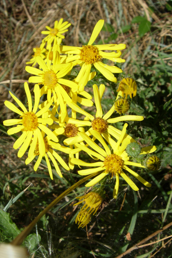 Senecio jacobaea